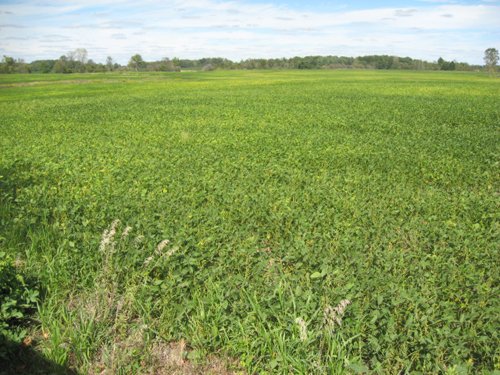 Property photo 55 - 110+/- Acres offered in 4 Tillable Tracts